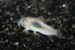 Corydoras Aneus